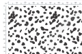 Drukowane Minky Gładkie Polar 380g Dalmatyńczyk Cętki 2, pluszowa gładka dzianina poliestrowa, Printed Smooth Minky, Spotted Dalmatian 2